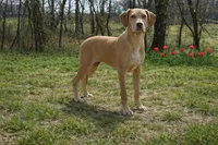 Choc Fawn , a female Great Dane for sale in Joplin, MO – Photo 1 of 4