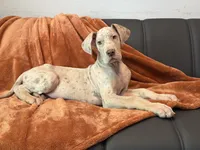 Lilac Merle Tanpoint , a male Great Dane for sale in Joplin, MO – 4 of 7