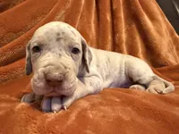 Lilac Merle Tanpoint , a male Great Dane for sale in Joplin, MO – Photo 2 of 7