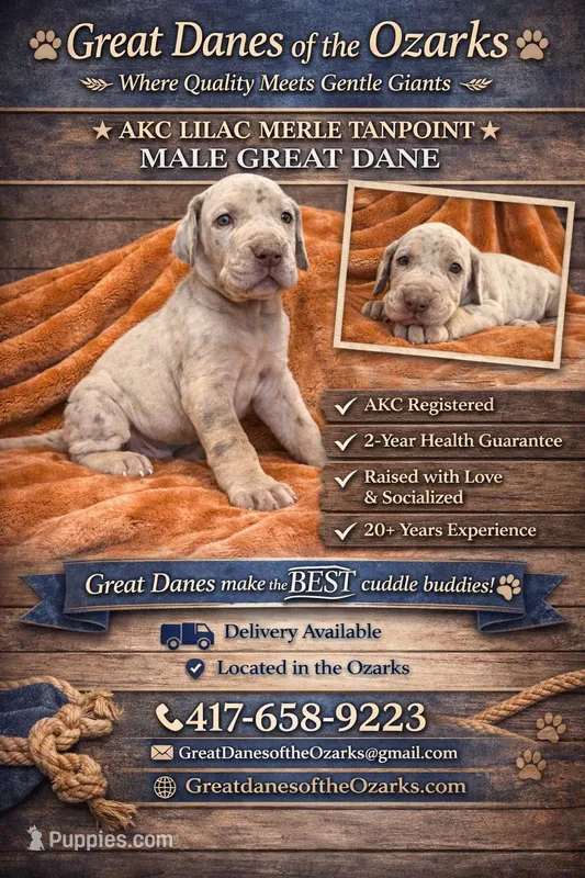 Lilac Merle Tanpoint  – Great Dane puppy for sale in Joplin, MO