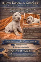 Lilac Merle Tanpoint , a male Great Dane for sale in Joplin, MO – Photo 1 of 7