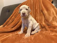 Lilac Merle Tanpoint , a male Great Dane for sale in Joplin, MO – Photo 5 of 7