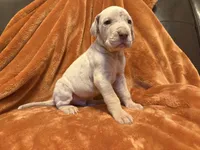 Lilac Merle Tanpoint , a male Great Dane for sale in Joplin, MO – Photo 6 of 7