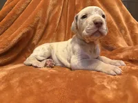 Lilac Merle Tanpoint , a male Great Dane for sale in Joplin, MO – Photo 4 of 7