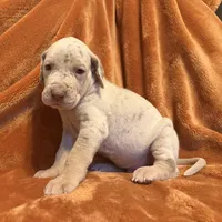 Lilac Merle Tanpoint , a male Great Dane for sale in Joplin, MO – Photo 3 of 7