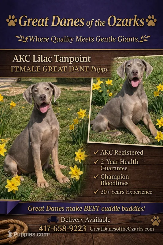 Lilac Tanpoint  – Great Dane puppy for sale in Joplin, MO