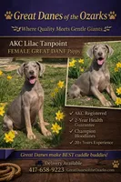 Lilac Tanpoint , a female Great Dane for sale in Joplin, MO – Photo 1 of 6