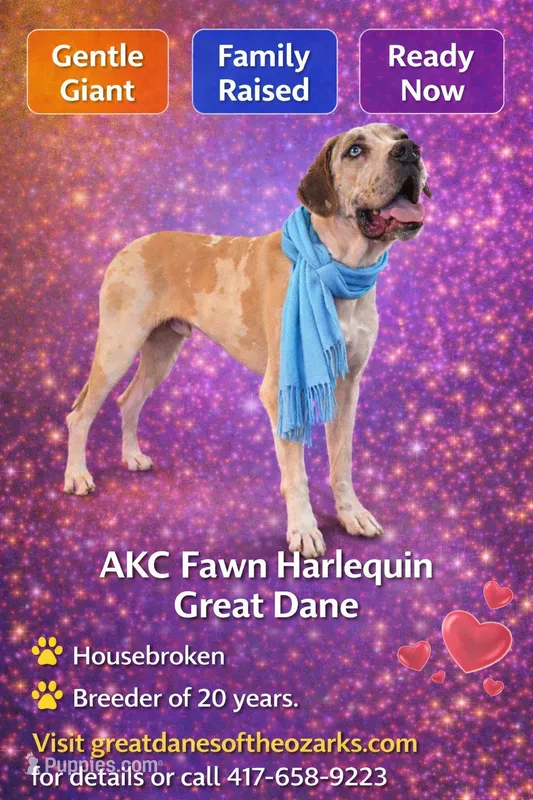 Copper, AKC Fawn Harlequin