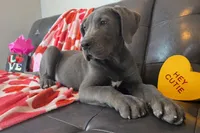 Euro Blue, a male Great Dane for sale in Joplin, MO – Photo 3 of 6