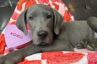 Euro Blue, a male Great Dane for sale in Joplin, MO – Photo 4 of 6