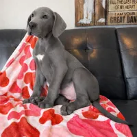 Euro Blue, a male Great Dane for sale in Joplin, MO – Photo 2 of 6