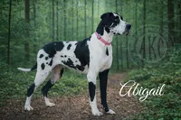 Euro Blue, a male Great Dane for sale in Joplin, MO – Photo 5 of 6