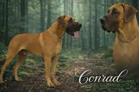 Euro Blue, a male Great Dane for sale in Joplin, MO – Photo 6 of 6