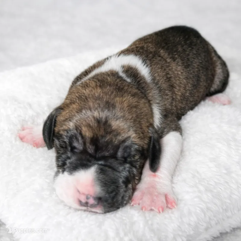 AKC Euro Brindle Mantle