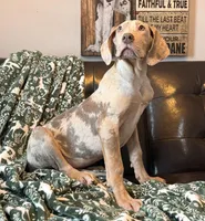 Lilac Merle Tanpoint , a female Great Dane for sale in Joplin, MO – Photo 2 of 6