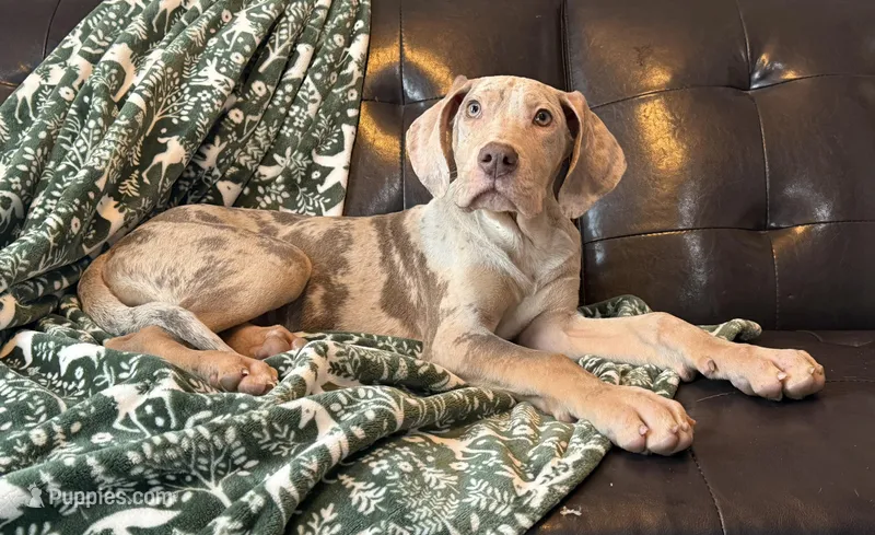 Lilac Merle Tanpoint 