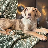 Lilac Merle Tanpoint , a female Great Dane for sale in Joplin, MO – Photo 4 of 5