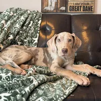 Lilac Merle Tanpoint , a female Great Dane for sale in Joplin, MO – Photo 5 of 5