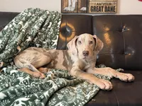 Lilac Merle Tanpoint , a female Great Dane for sale in Joplin, MO – Photo 5 of 6