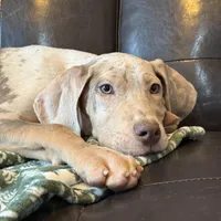 Lilac Merle Tanpoint , a female Great Dane for sale in Joplin, MO – Photo 2 of 5