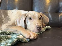 Lilac Merle Tanpoint , a female Great Dane for sale in Joplin, MO – Photo 1 of 6