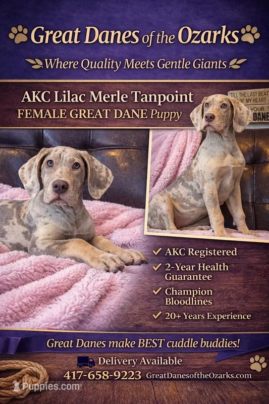 Lilac Merle Tanpoint  – Great Dane puppy for sale in Joplin, MO