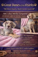 Lilac Merle Tanpoint , a female Great Dane for sale in Joplin, MO – Photo 1 of 5