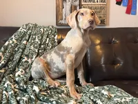 Lilac Merle Tanpoint , a female Great Dane for sale in Joplin, MO – Photo 6 of 6