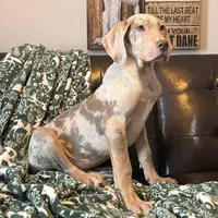 Lilac Merle Tanpoint , a female Great Dane for sale in Joplin, MO – Photo 3 of 5