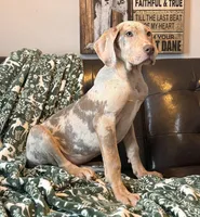 Lilac Merle Tanpoint , a female Great Dane for sale in Joplin, MO – Photo 3 of 6