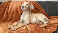 Lilac Merle Tanpoint , a male Great Dane for sale in Joplin, MO – 6 of 7