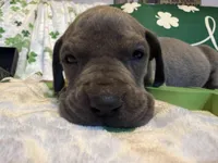 Blue Tanpoint , a female Great Dane for sale in Joplin, MO – Photo 3 of 6