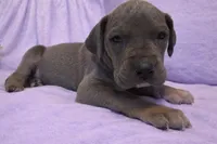 Blue Tanpoint , a female Great Dane for sale in Joplin, MO – Photo 2 of 7