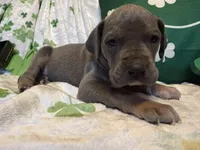 Blue Tanpoint , a female Great Dane for sale in Joplin, MO – Photo 4 of 6