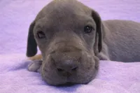 Blue Tanpoint , a female Great Dane for sale in Joplin, MO – Photo 4 of 7