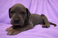 Blue Tanpoint , a female Great Dane for sale in Joplin, MO – Photo 5 of 7