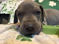 Blue Tanpoint , a female Great Dane for sale in Joplin, MO – Photo 2 of 6