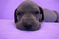 Blue Tanpoint , a female Great Dane for sale in Joplin, MO – Photo 6 of 7