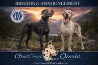 Blue Tanpoint , a female Great Dane for sale in Joplin, MO – Photo 7 of 7