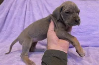 Blue Tanpoint , a female Great Dane for sale in Joplin, MO – Photo 3 of 7