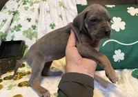 Blue Tanpoint , a female Great Dane for sale in Joplin, MO – Photo 6 of 6