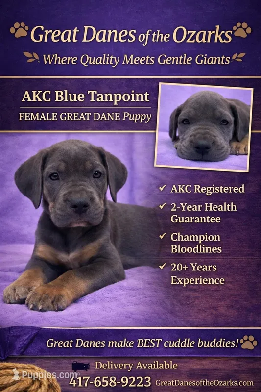 Blue Tanpoint  – Great Dane puppy for sale in Joplin, MO