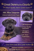 Blue Tanpoint , a female Great Dane for sale in Joplin, MO – Photo 1 of 7