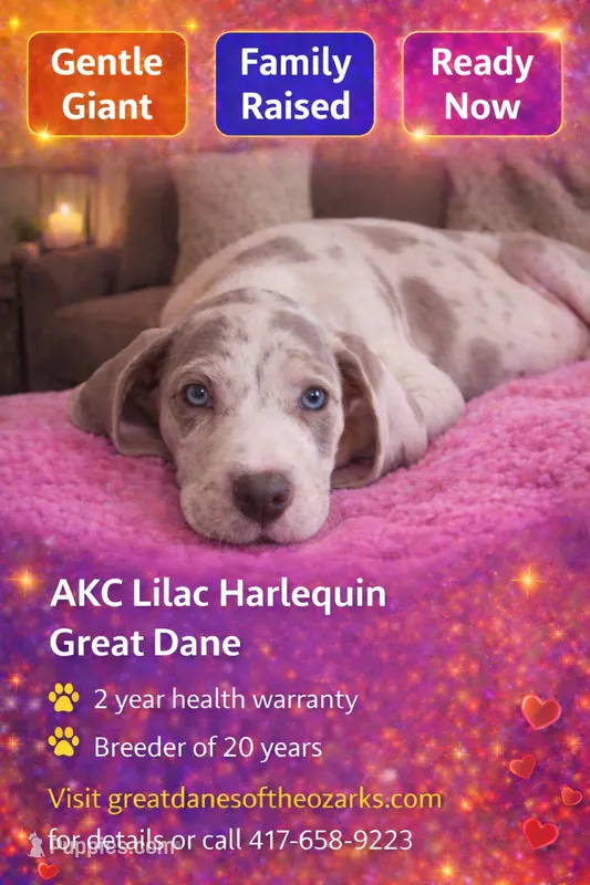 AKC Blue Eyed Lilac Harlequin