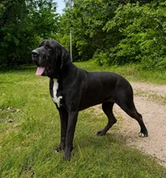 Full Euro Black , a male Great Dane for sale in Joplin, MO – Photo 3 of 6