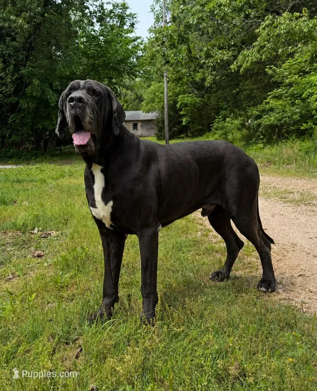 Full Euro Black  – Great Dane puppy for sale in Joplin, MO