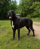 Full Euro Black , a male Great Dane for sale in Joplin, MO – Photo 1 of 6