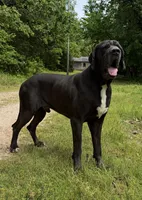 Full Euro Black , a male Great Dane for sale in Joplin, MO – Photo 2 of 6