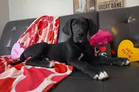 Euro Black , a male Great Dane for sale in Joplin, MO – Photo 4 of 6