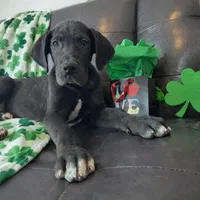 Euro Black , a male Great Dane for sale in Joplin, MO – Photo 3 of 4